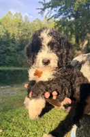 Yellow boy, a male Miniature Bernedoodle for sale in Seymour, IN – 6 of 7