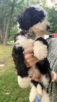 Grey boy, a male Miniature Bernedoodle for sale in Seymour, IN – 6 of 7