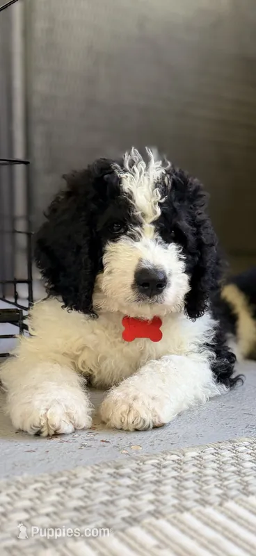 Red boy  – Miniature Bernedoodle puppy for sale in Seymour, IN