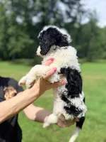 Black tag boy, a male Miniature Bernedoodle for sale in Seymour, IN – 6 of 8