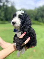 Blue boy , a male Miniature Bernedoodle for sale in Seymour, IN – 3 of 8