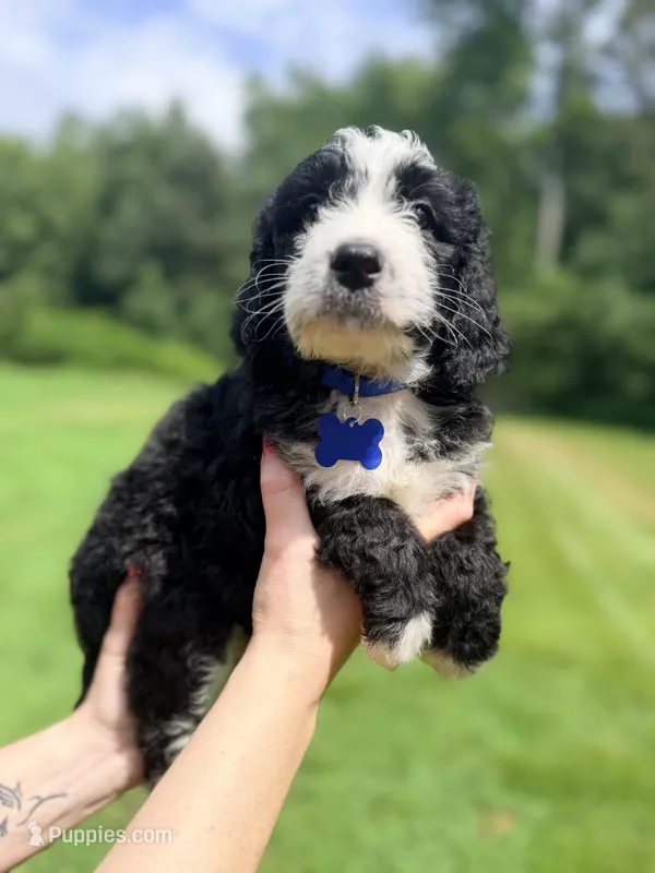 Blue boy  – Miniature Bernedoodle puppy for sale in Seymour, IN