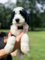 Black tag boy, a male Miniature Bernedoodle for sale in Seymour, IN – 2 of 8