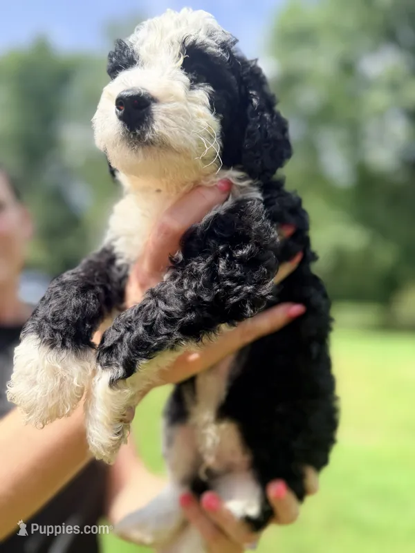 Grey boy – Miniature Bernedoodle puppy for sale in Seymour, IN