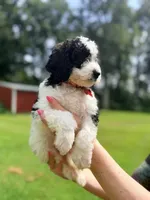 Red boy , a male Miniature Bernedoodle for sale in Seymour, IN – 5 of 8