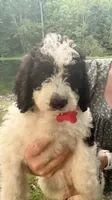 Red boy , a male Miniature Bernedoodle for sale in Seymour, IN – 6 of 8