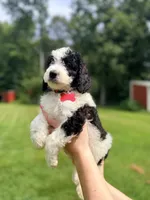 Red boy , a male Miniature Bernedoodle for sale in Seymour, IN – 7 of 8