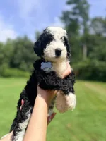 Grey boy, a male Miniature Bernedoodle for sale in Seymour, IN – 2 of 7