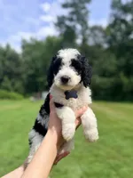 Black tag boy, a male Miniature Bernedoodle for sale in Seymour, IN – 4 of 8