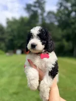 Red boy , a male Miniature Bernedoodle for sale in Seymour, IN – 1 of 8