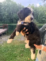 Blue boy , a male Miniature Bernedoodle for sale in Seymour, IN – 2 of 8