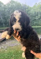 Blue boy , a male Miniature Bernedoodle for sale in Seymour, IN – 4 of 8