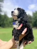 Blue boy , a male Miniature Bernedoodle for sale in Seymour, IN – 5 of 8