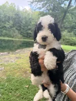Grey boy, a male Miniature Bernedoodle for sale in Seymour, IN – 5 of 7