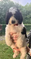 Red boy , a male Miniature Bernedoodle for sale in Seymour, IN – 3 of 8