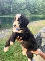 Blue boy , a male Miniature Bernedoodle for sale in Seymour, IN – 6 of 8