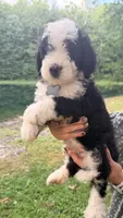 Grey boy, a male Miniature Bernedoodle for sale in Seymour, IN – 3 of 7