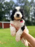 Red boy , a male Miniature Bernedoodle for sale in Seymour, IN – 2 of 8