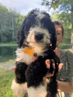 Yellow boy, a male Miniature Bernedoodle for sale in Seymour, IN – 4 of 7