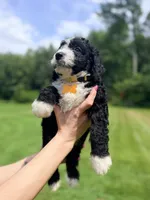 Yellow boy, a male Miniature Bernedoodle for sale in Seymour, IN – 2 of 7