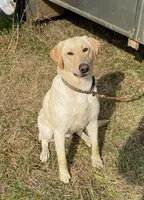 Dilly, a  Labrador Retriever for sale in Litchfield, MN – 2 of 2