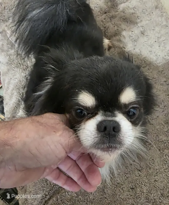 Oskar – Chihuahua puppy for sale in Orange Grove, TX