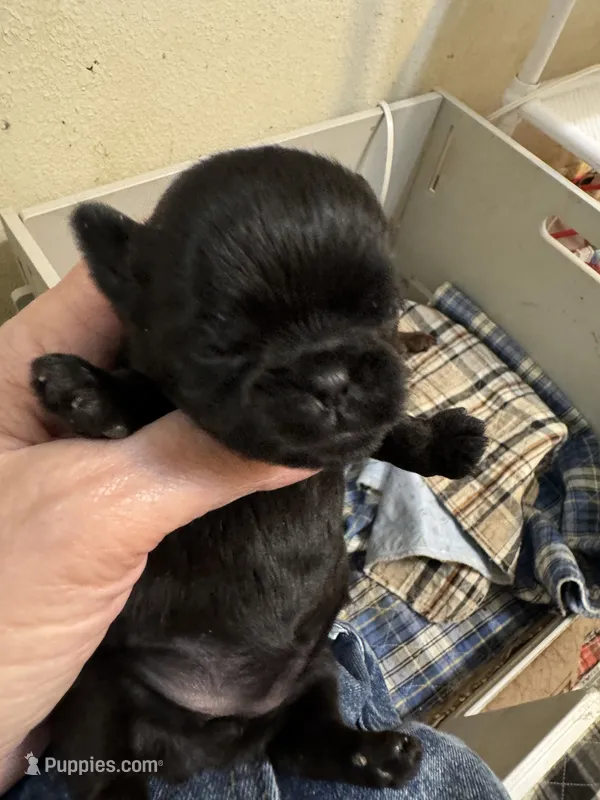 Mopsie – Brussels Griffon puppy for sale in Orange Grove, TX