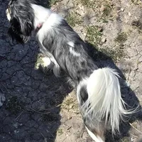 Grand Poobah, a male Cavalier King Charles Spaniel for sale in Orange Grove, TX – Photo 2 of 4