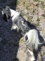 Grand Poobah, a male Cavalier King Charles Spaniel for sale in Orange Grove, TX – Photo 2 of 4