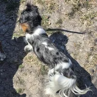 Grand Poobah, a male Cavalier King Charles Spaniel for sale in Orange Grove, TX – Photo 3 of 4