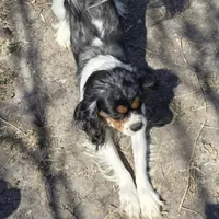 Grand Poobah, a male Cavalier King Charles Spaniel for sale in Orange Grove, TX – Photo 4 of 4