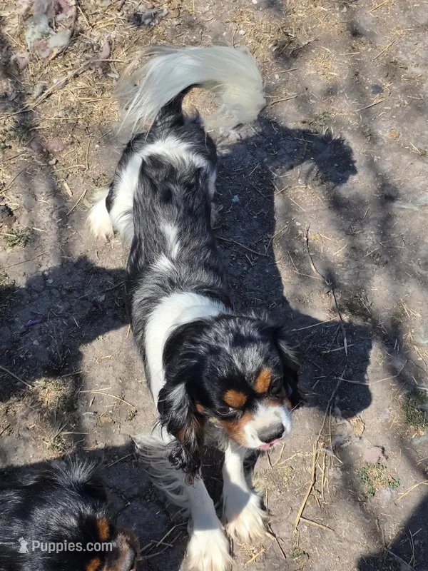 Grand Poobah, a male Cavalier King Charles Spaniel for sale in Orange Grove, TX – Photo 1 of 4