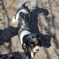 Grand Poobah, a male Cavalier King Charles Spaniel for sale in Orange Grove, TX – Photo 1 of 4