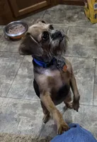 Polly, a female Brussels Griffon for sale in Orange Grove, TX – 1 of 3
