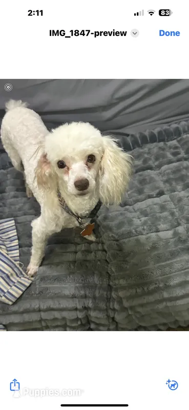  AKC Phoebe – Poodle - Toy  puppy for sale in Orange Grove, TX