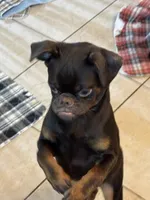 Mohan , a male Brussels Griffon for sale in Orange Grove, TX – 4 of 10