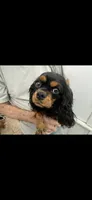 Anieka, a female Cavalier King Charles Spaniel for sale in Orange Grove, TX – Photo 1 of 3