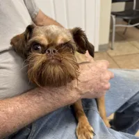 Bosley, a male Brussels Griffon for sale in Orange Grove, TX – Photo 4 of 7