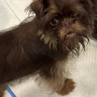 Bosley, a male Brussels Griffon for sale in Orange Grove, TX – Photo 3 of 7