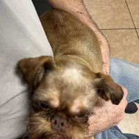 Bosley, a male Brussels Griffon for sale in Orange Grove, TX – Photo 5 of 7