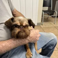 Bosley, a male Brussels Griffon for sale in Orange Grove, TX – Photo 7 of 7