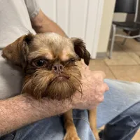 Bosley, a male Brussels Griffon for sale in Orange Grove, TX – Photo 2 of 7