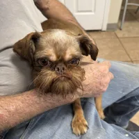 Bosley, a male Brussels Griffon for sale in Orange Grove, TX – Photo 6 of 7