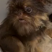 Bosley, a male Brussels Griffon for sale in Orange Grove, TX – Photo 1 of 7