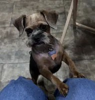 Polly, a female Brussels Griffon for sale in Orange Grove, TX – 2 of 3