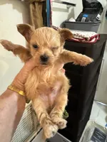 Nemo, a male Chihuahua and Poodle - Toy  for sale in Orange Grove, TX – 2 of 9