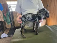 Joker APRI, a male Poodle - Toy  for sale in Orange Grove, TX – Photo 5 of 10