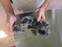 Joker APRI, a male Poodle - Toy  for sale in Orange Grove, TX – Photo 4 of 10