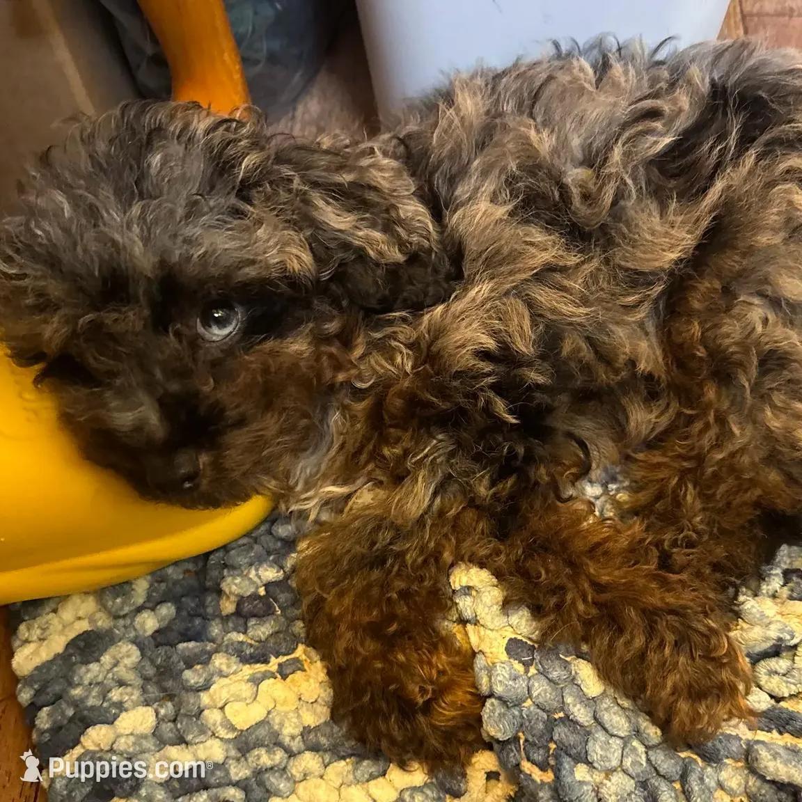 Joker APRI, a male Poodle - Toy  for sale in Orange Grove, TX – Photo 6 of 10