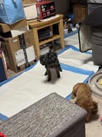 Joker APRI, a male Poodle - Toy  for sale in Orange Grove, TX – Photo 8 of 10